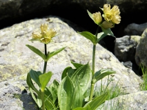 Gentiana punctata, Getüpfelter Enzian