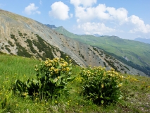 Gentiana punctata, Getüpfelter Enzian