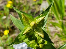 Gentiana punctata, Getüpfelter Enzian