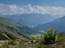 Gentiana punctata, Getüpfelter Enzian