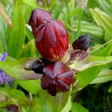 Gentiana purpurea