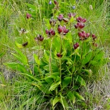 Gentiana purpurea