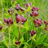 Gentiana purpurea