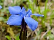 Gentiana verna, Frühlings-Enzian