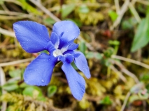 Gentiana verna, Frühlings-Enzian