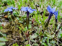 Gentiana verna, Frühlings-Enzian