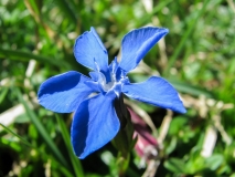 Gentiana verna, Frühlings-Enzian