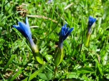 Gentiana verna, Frühlings-Enzian