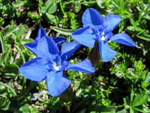 Gentiana verna, Frühlings-Enzian