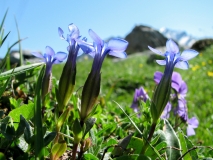 Gentiana verna, Frühlings-Enzian