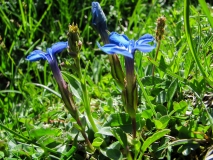 Gentiana verna, Frühlings-Enzian