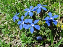 Gentiana verna, Frühlings-Enzian