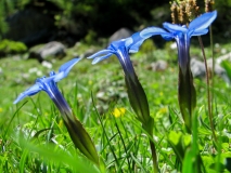 Gentiana verna, Frühlings-Enzian