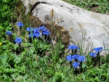 Gentiana verna, Frühlings-Enzian