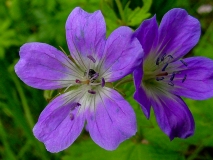 Geranium sylvaticum, Wald-Storchenschnabel