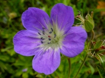 Geranium sylvaticum, Wald-Storchenschnabel