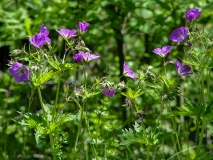 Geranium sylvaticum, Wald-Storchenschnabel