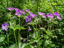 Geranium sylvaticum, Wald-Storchenschnabel