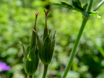 Geranium sylvaticum, Wald-Storchenschnabel