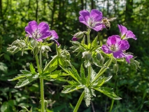 Geranium sylvaticum, Wald-Storchenschnabel