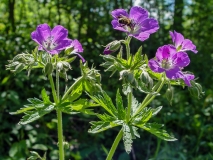 Geranium sylvaticum, Wald-Storchenschnabel