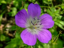 Geranium sylvaticum, Wald-Storchenschnabel