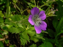 Geranium sylvaticum, Wald-Storchenschnabel