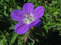 Geranium sylvaticum, Wald-Storchenschnabel