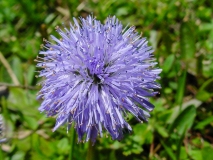 Globularia nudicaulis, Schaft-Kugelblume