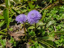 Globularia nudicaulis, Schaft-Kugelblume