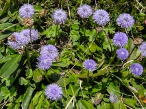 Globularia nudicaulis, Schaft-Kugelblume