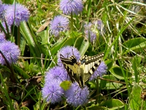 Globularia nudicaulis, Schaft-Kugelblume