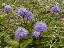 Globularia nudicaulis, Schaft-Kugelblume