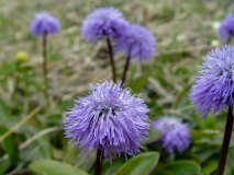 Globularia nudicaulis, Schaft-Kugelblume