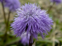 Globularia nudicaulis, Schaft-Kugelblume