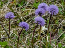 Globularia nudicaulis, Schaft-Kugelblume