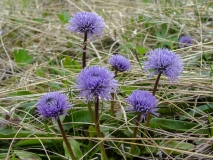 Globularia nudicaulis, Schaft-Kugelblume