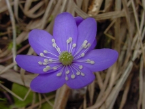 Hepatica nobilis, Leberblümchen