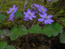 Hepatica nobilis, Leberblümchen