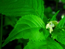 Impatiens parviflora, Kleines Springkraut