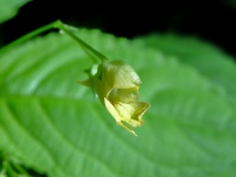 Impatiens parviflora, Kleines Springkraut