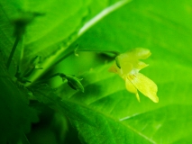 Impatiens parviflora, Kleines Springkraut