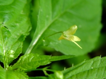 Impatiens parviflora, Kleines Springkraut