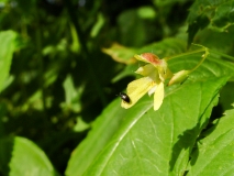 Impatiens parviflora, Kleines Springkraut