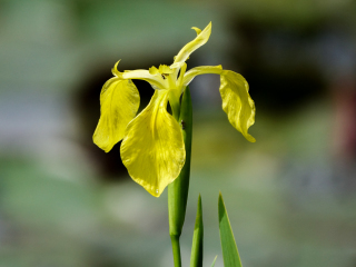 Iris pseudacorus, Gelbe Schwertlilie