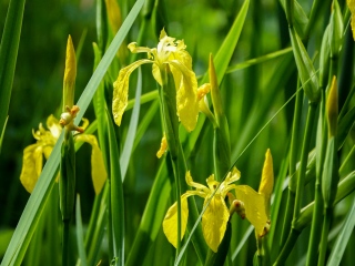 Iris pseudacorus, Gelbe Schwertlilie