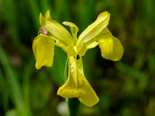 Iris pseudacorus, Gelbe Schwertlilie