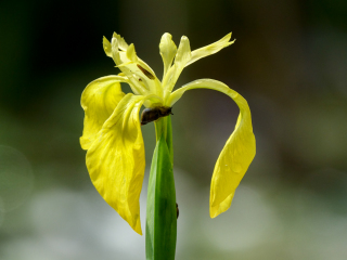 Iris pseudacorus, Gelbe Schwertlilie