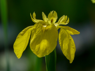 Iris pseudacorus, Gelbe Schwertlilie