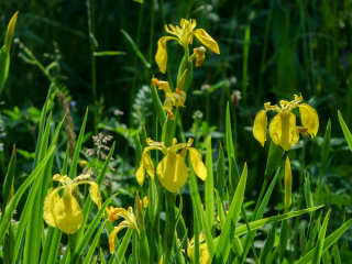 Iris pseudacorus, Gelbe Schwertlilie